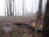                       Spring flowers!         
