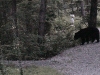                           Bear!     