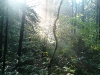                 Spider Web               